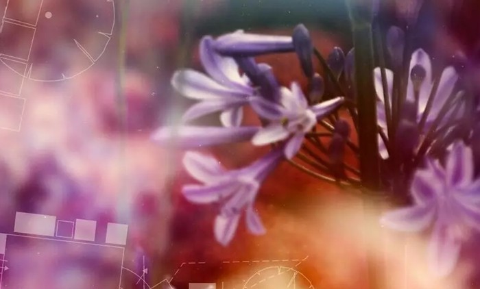 Top gardening shows on TV