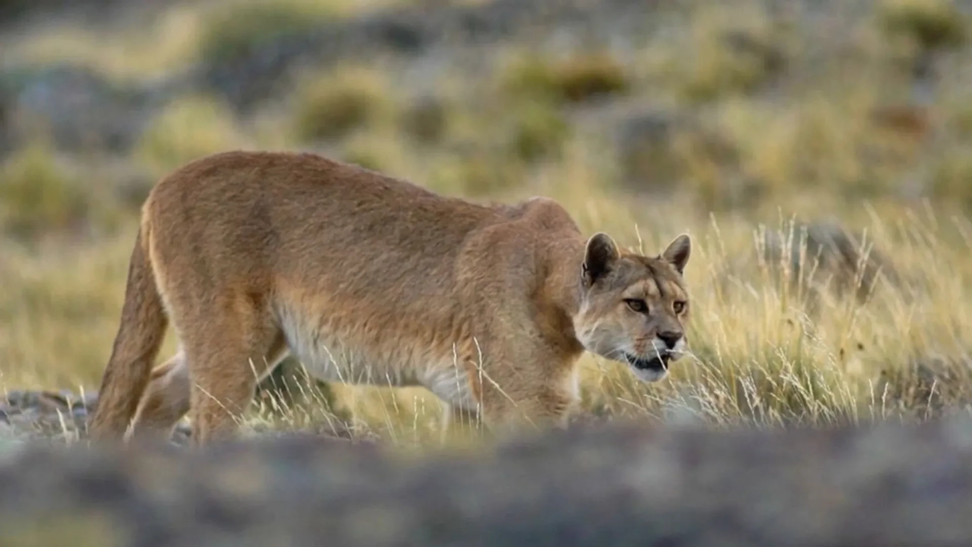 Rick Minter - Big Cat Sightings